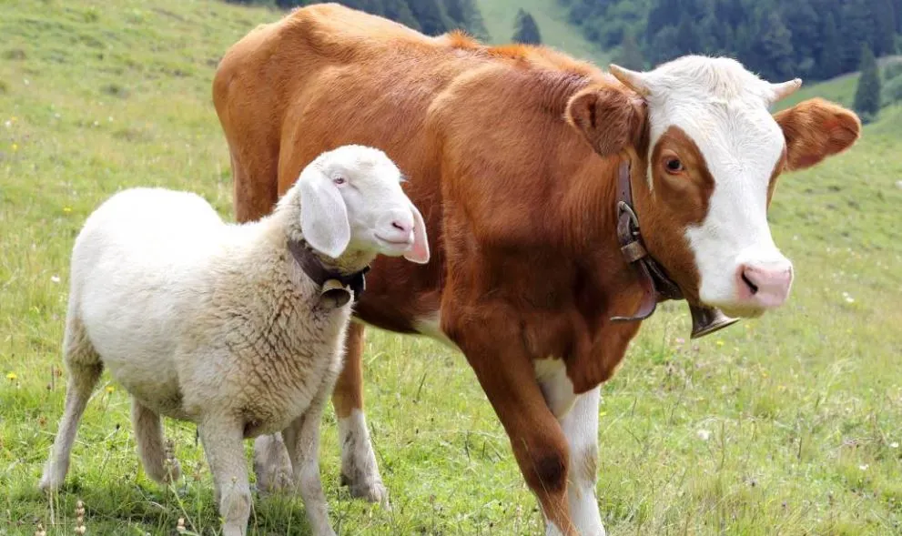 Keutamaan Qurban Idul Adha 2026