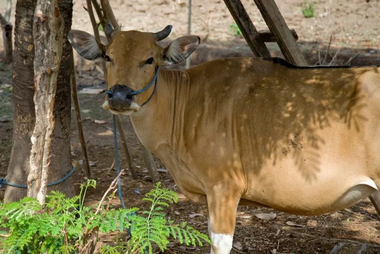 Lembaga qurban online terpercaya