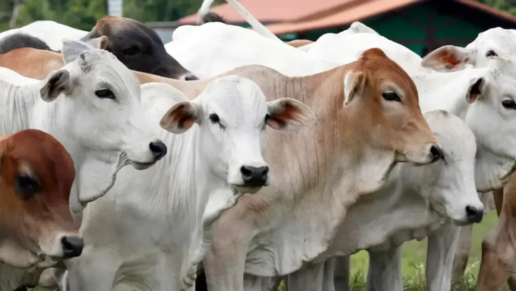 Syarat Sah Hewan Qurban 2026
