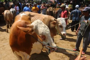 Keutamaan Qurban Idul Adha 2026