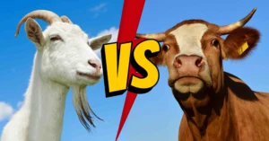 Qurban kambing atau patungan sapi