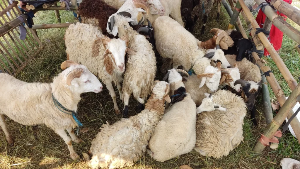 Harga kambing qurban 2026