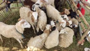 Harga kambing qurban 2026